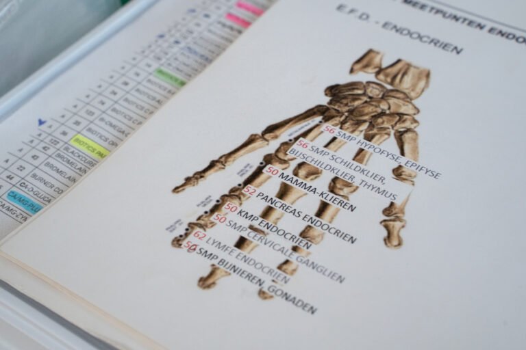 Los meridianos de la acupuntura utilizados en la mesología
